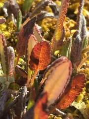 Dryas ajanensis