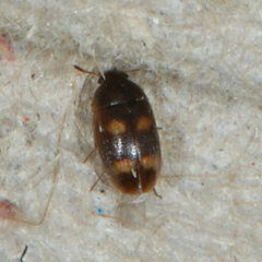 Litargus tetraspilotus