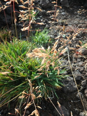 Poa alpina