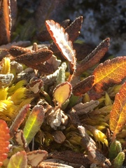 Dryas ajanensis