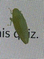 Gyponana