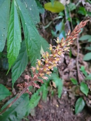 Goodyera rubicunda