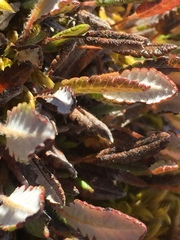 Dryas ajanensis