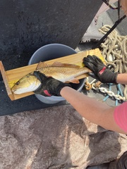 Sciaenops ocellatus