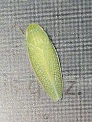 Gyponana