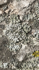 Phaeophyscia orbicularis
