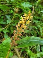 Goodyera rubicunda