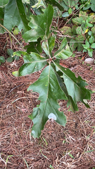 Quercus falcata