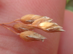 Poa alpina