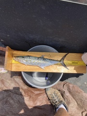 Scomberomorus maculatus