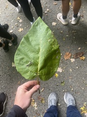 Paulownia tomentosa