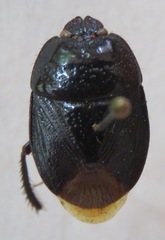 Cydnidae