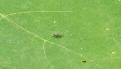 Entomobryidae