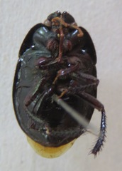 Cydnidae