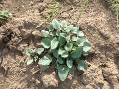 Dracocephalum nutans