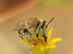 Anthophora bimaculata