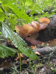 Auricularia angiospermarum