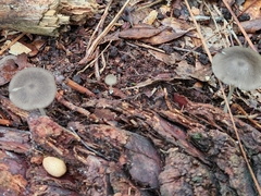 Scleroderma