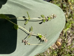 Thymus pulegioides