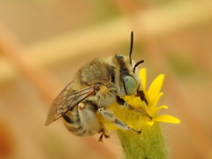 Anthophora bimaculata