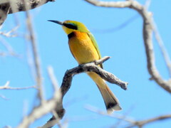 Merops pusillus argutus