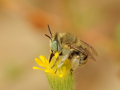 Anthophora bimaculata
