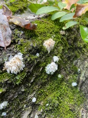 Radulomyces copelandii