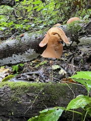 Auricularia angiospermarum