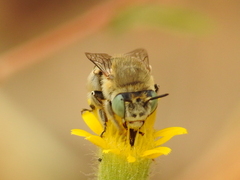 Anthophora bimaculata