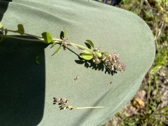 Thymus pulegioides