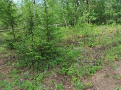 Abies sibirica