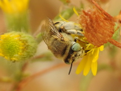 Anthophora bimaculata