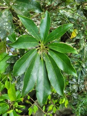Heptapleurum arboricola