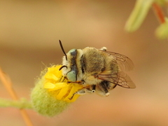 Anthophora bimaculata