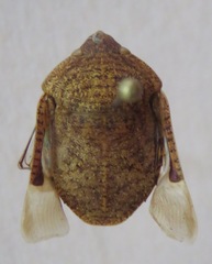 Scutelleridae