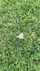 Zephyranthes chlorosolen