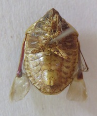 Scutelleridae
