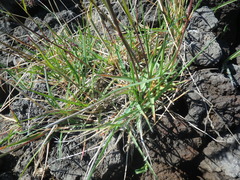 Poa alpina