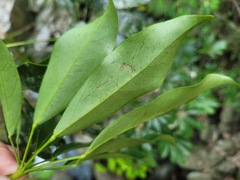 Heptapleurum arboricola