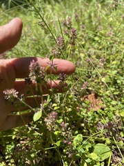 Thymus pulegioides