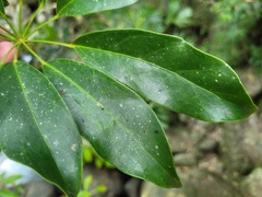 Heptapleurum arboricola