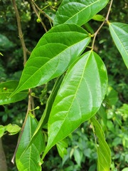 Ficus irisana