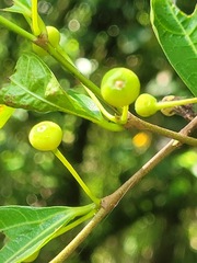 Ficus irisana