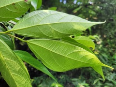 Ficus irisana