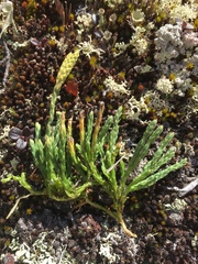 Diphasiastrum complanatum