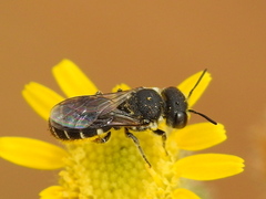 Megachilinae