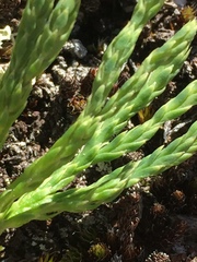 Diphasiastrum complanatum