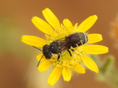 Megachilinae
