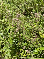 Thymus pulegioides
