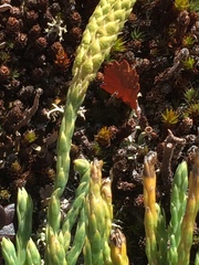 Diphasiastrum complanatum